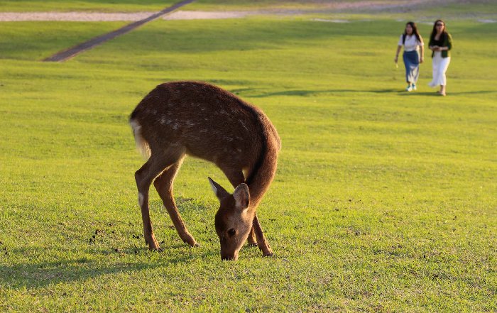 Article Image for Protecting Biodiversity at Golf Courses and Resorts