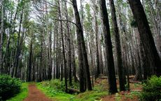 Article Image for Reforestation Projects Supported by Sporting Events