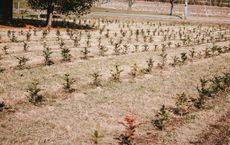 Article Image for Reforestation Projects Tied to Major Sporting Events